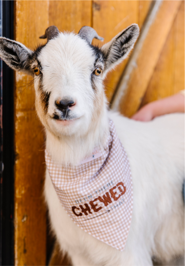 Playful Pet Kerchiefs Kimberbell